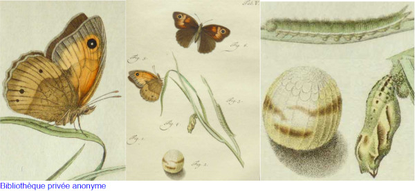 Adulte, chenille et oeuf du Myrtil (Maniola jurtina) - planche ancienne anonyme d'apr&egrave;s Lafranchis & Jutzeler